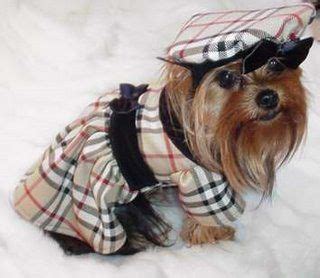 burberry dog dress